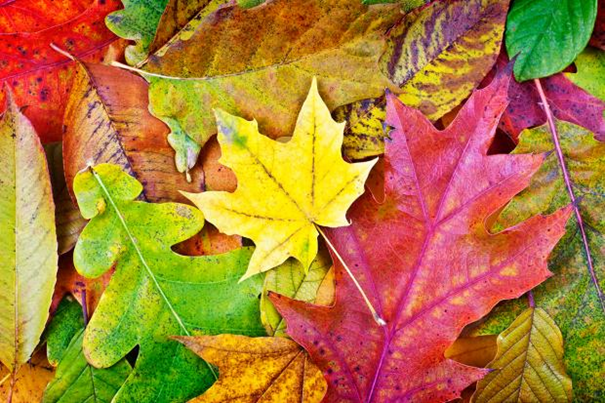 Herbst